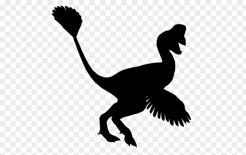 Ducks Cygnini Goose Velociraptor PNG