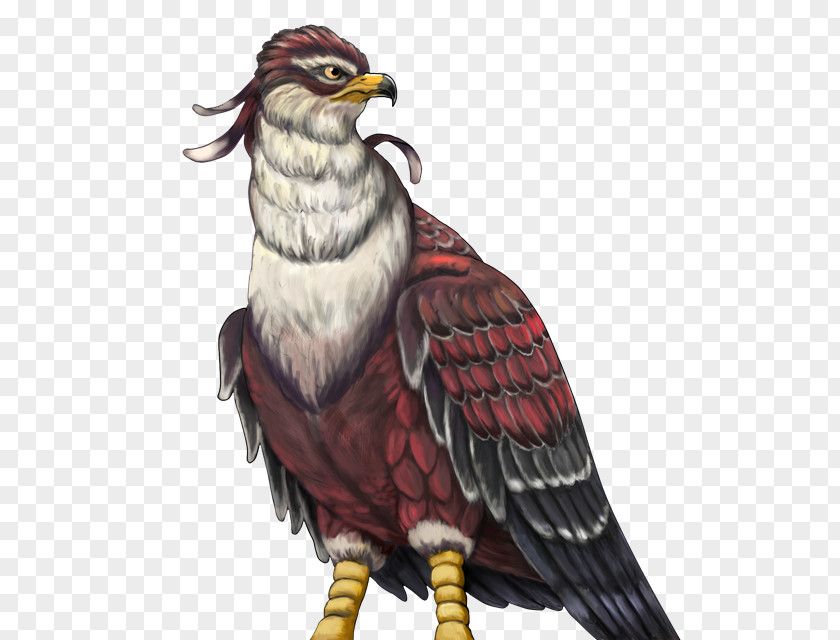 Eagle Owl Hawk Beak Feather PNG
