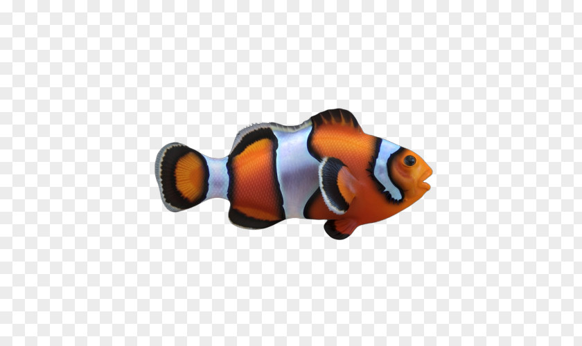 Fish Pomacentridae Anemone Clownfish PNG