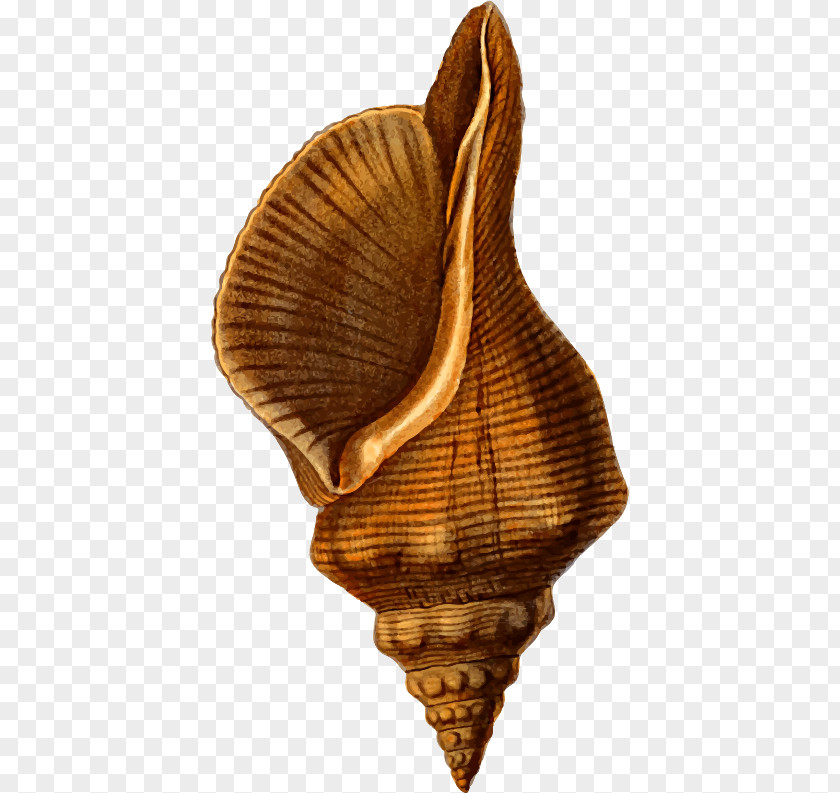 Small Conch Sea Shells Clip Art Los Orígenes De Cultos Revolucionarios (1789-1792) Openclipart Lógicas Relacionales: Cultura, Ciudad Y Política PNG