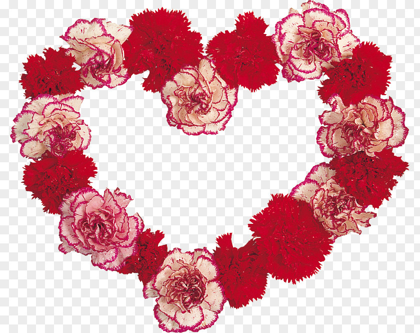 Stary Frame Carnation Cut Flowers Floral Design Garden Roses PNG