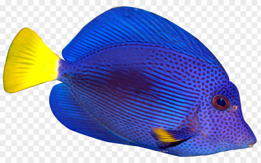 Dory Fish Marine Angelfishes Tropical Clip Art PNG