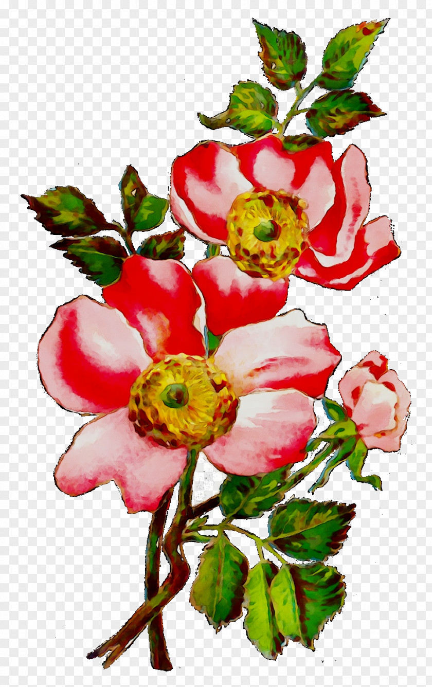 Garden Roses Flower Cabbage Rose PNG