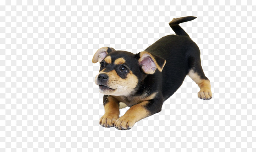 Cat Dog Puppy Pet Kitten PNG