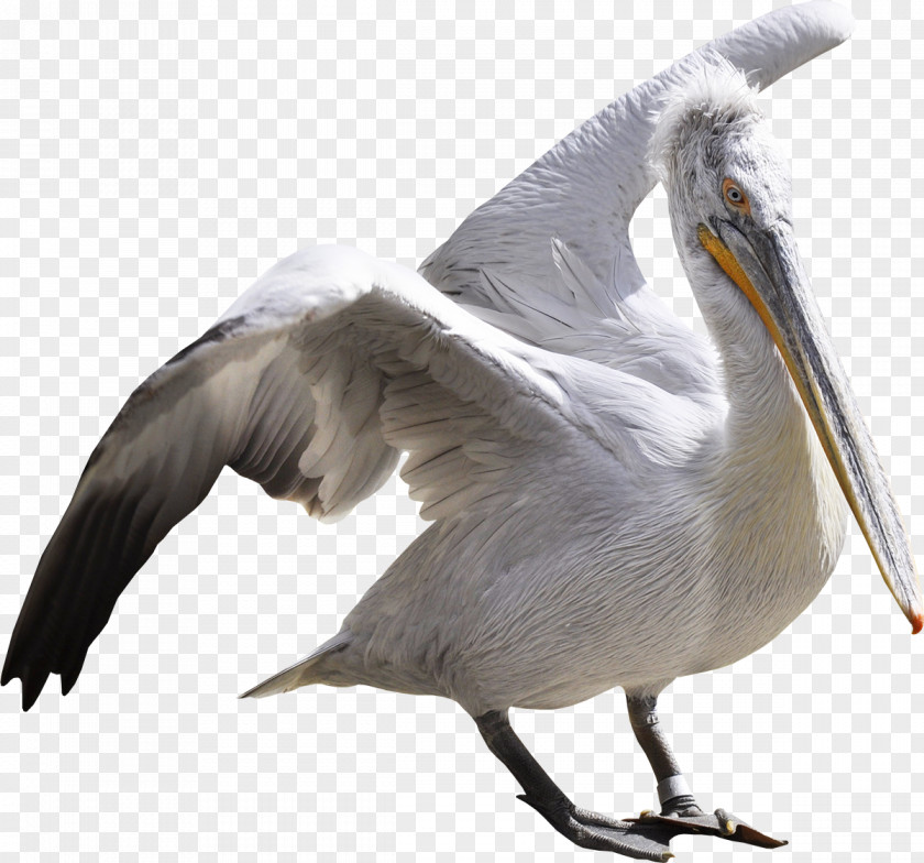 Gull Bird Ardeinae Flamingos Pelican White Stork PNG