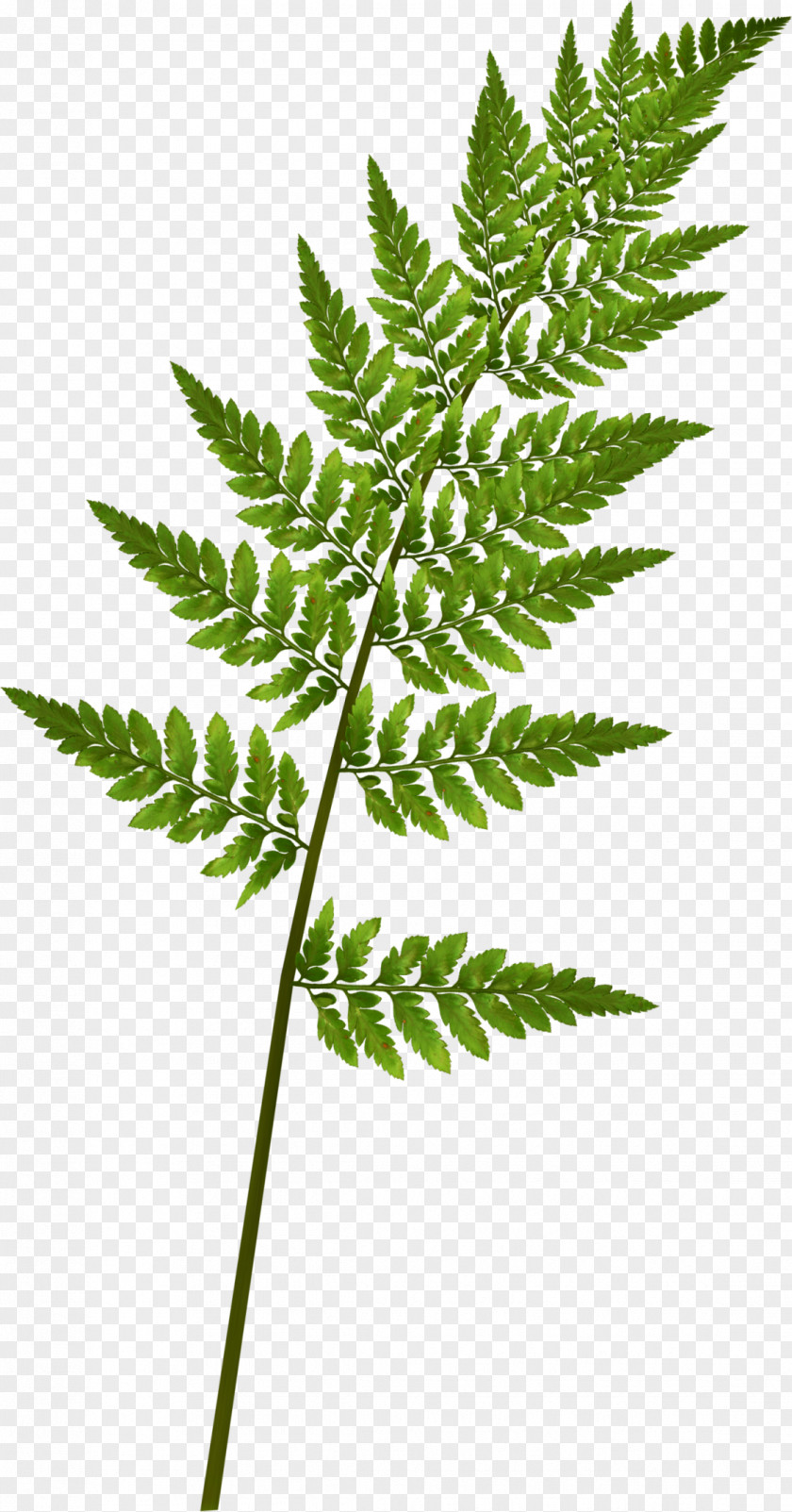 Fairy Tale Leaves Fern Green Pine Leaf PNG