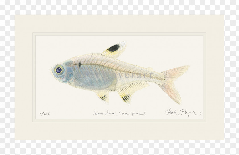 Fish Animal PNG