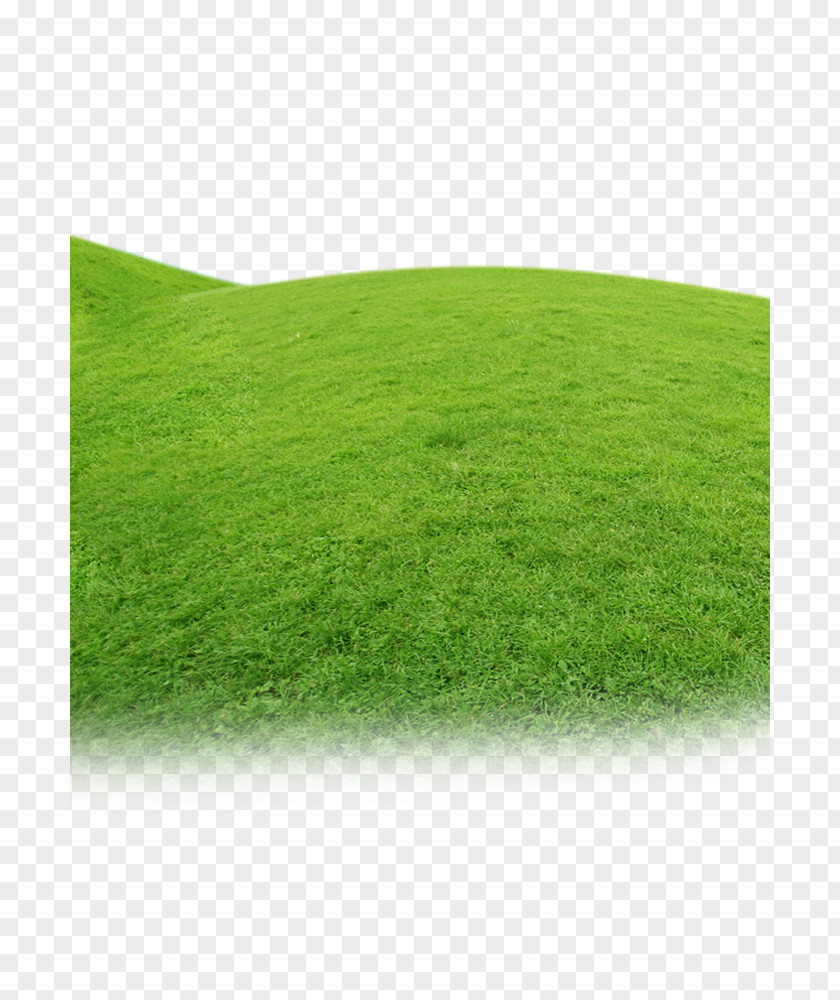 Grass Flat Artificial Turf Meadow Green Grasses Family PNG