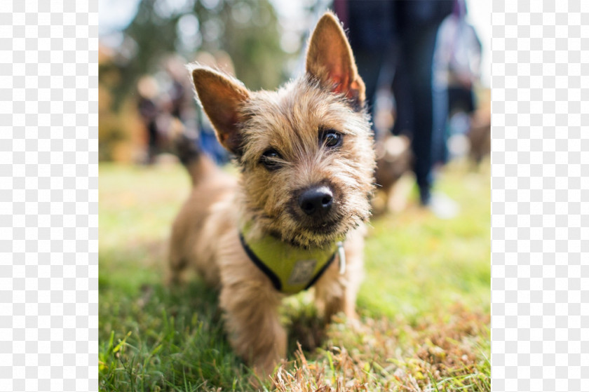 Norwich Terrier Australian Cairn Silky Norfolk PNG