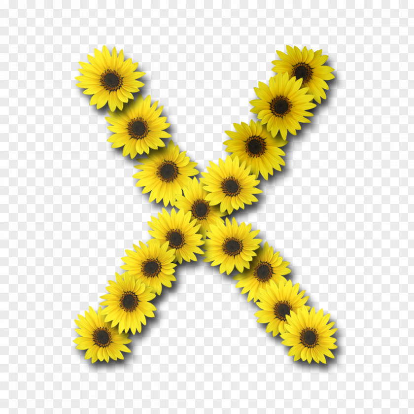 Sun Flower Alphabet Letter X I PNG