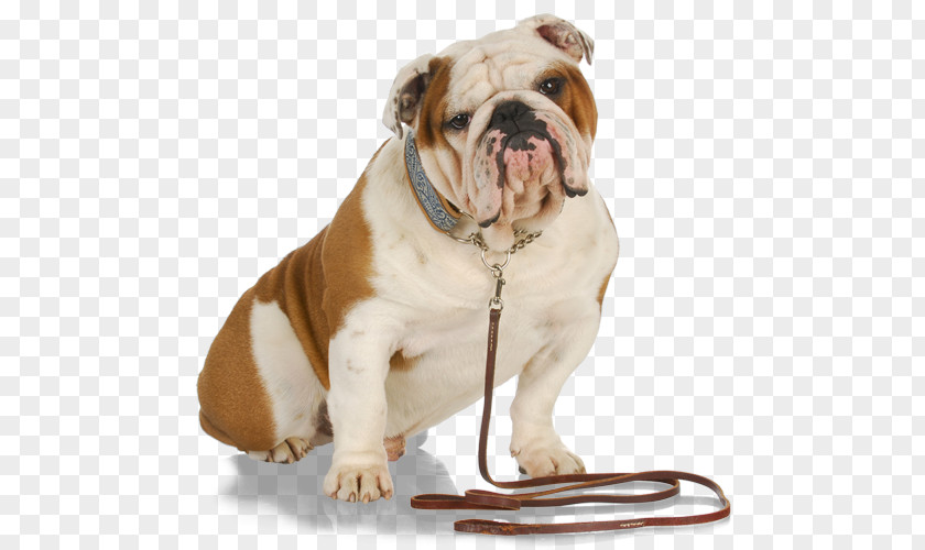 Dog Pet Sitting Walking Leash PNG