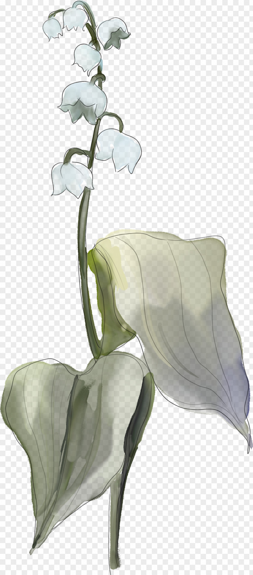 Flower Floral Design Arum Lilies PNG