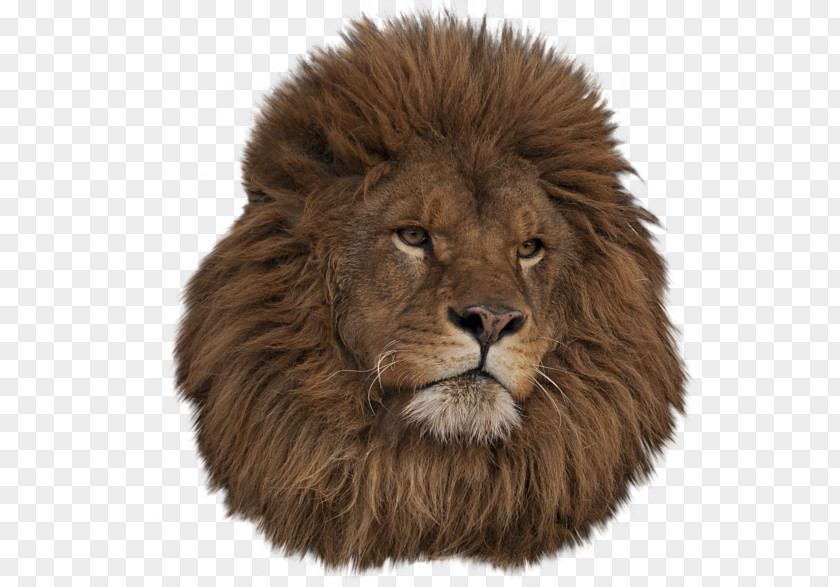 Lion Head East African Ragdoll Animal Clip Art PNG