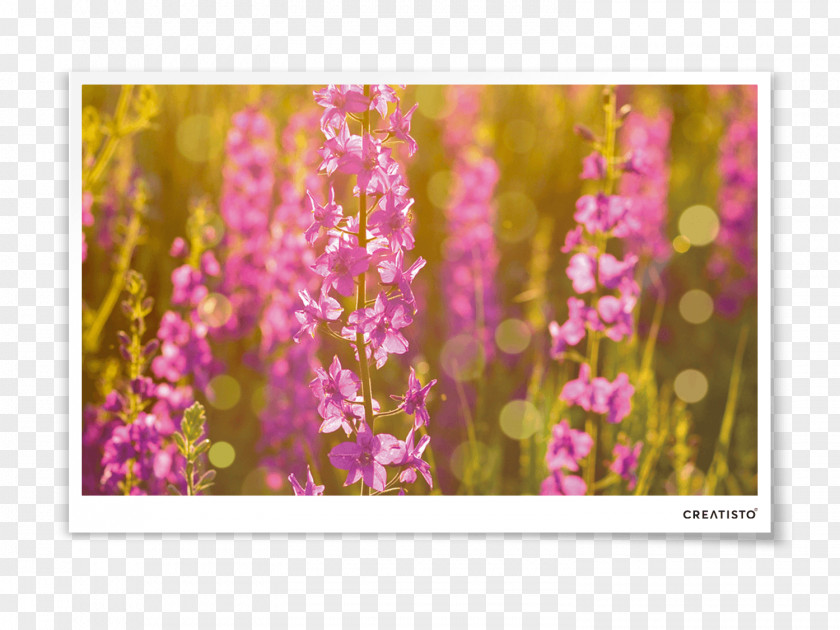 Meadow Flowers Stock Photography Wildflower Violet PNG