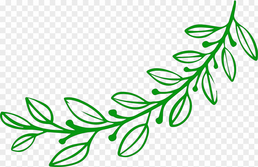 Simple Leaf Drawing Outline PNG