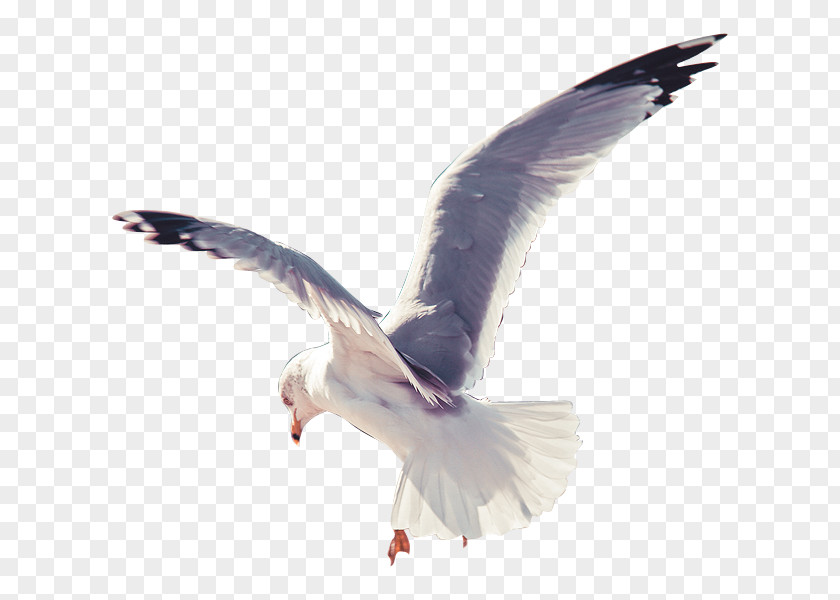 Bird European Herring Gull Domestic Pigeon PNG