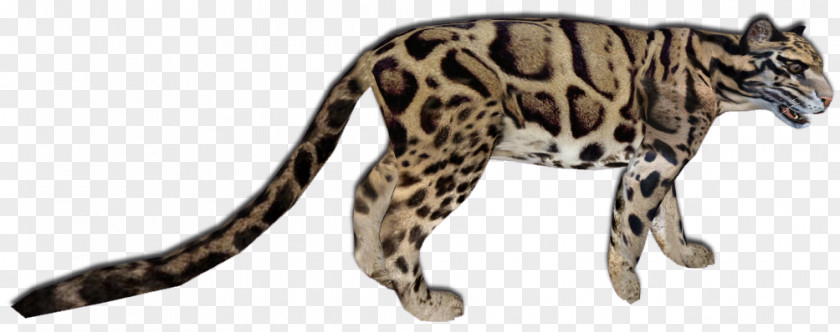 Cat Wildcat Ocelot Cheetah Leopard PNG