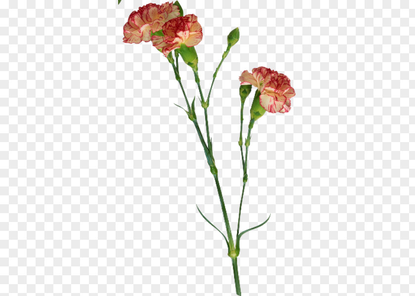 Flower Carnation Clip Art PNG