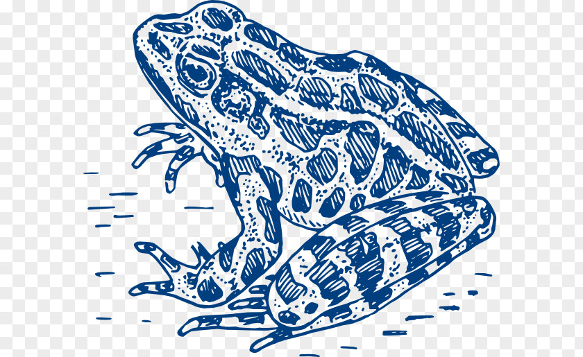 Frog Drawing Clip Art PNG