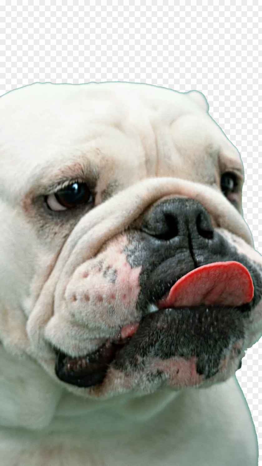 Melancholy Big Nose Bulldog French Boxer White English American PNG