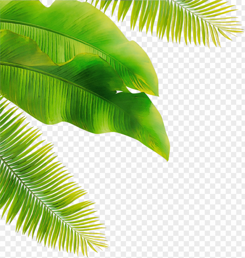 Banana Leaf PNG