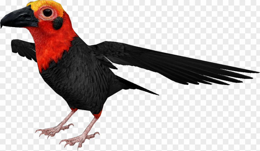 Beak Landfowl Fauna Feather PNG