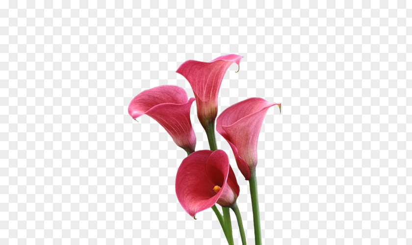 Callalily Arum-lily Cut Flowers Lilium PNG