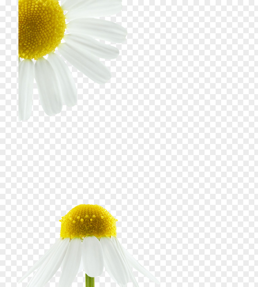 Chamomile Roman Oxeye Daisy Desktop Wallpaper Petal Close-up PNG