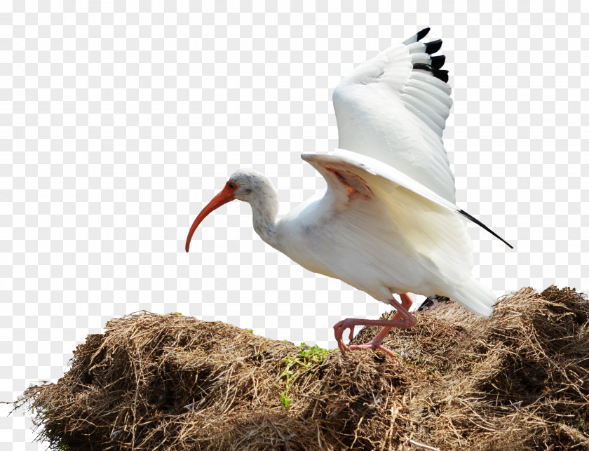 Flying Bird Nest Ibis PNG