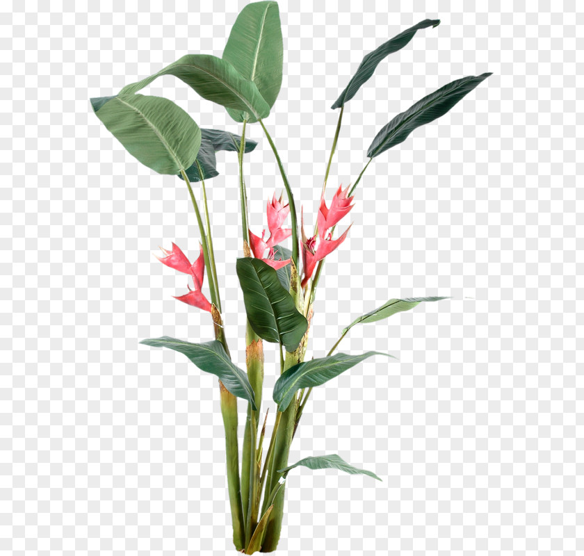 Plant PNG