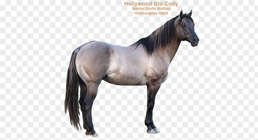 Quarter Horse Mane Mustang Stallion Halter Mare PNG