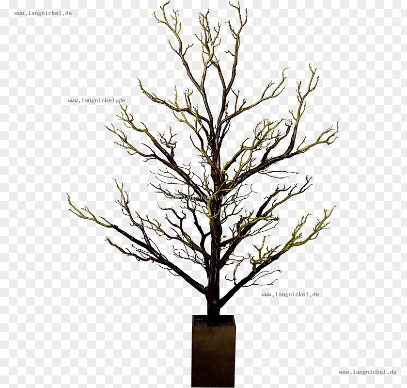 Tree Twig Bonsai Branch Wood PNG