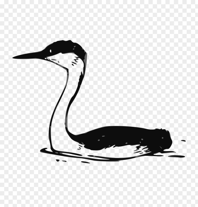 Western Water Bird Drawing Clip Art PNG