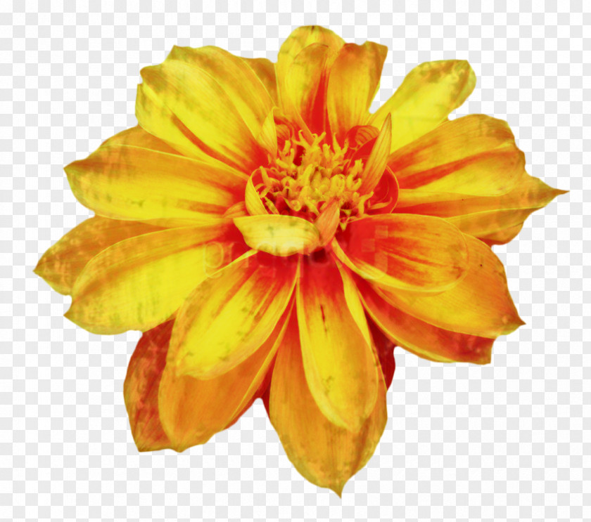 Clip Art Chrysanthemum Drawing Image Flower PNG