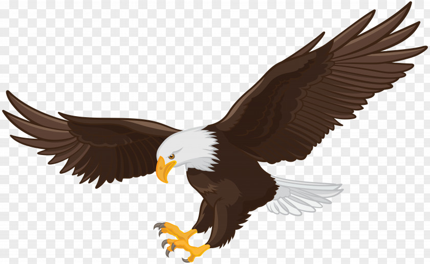 Eagle Clip Art Bald PNG