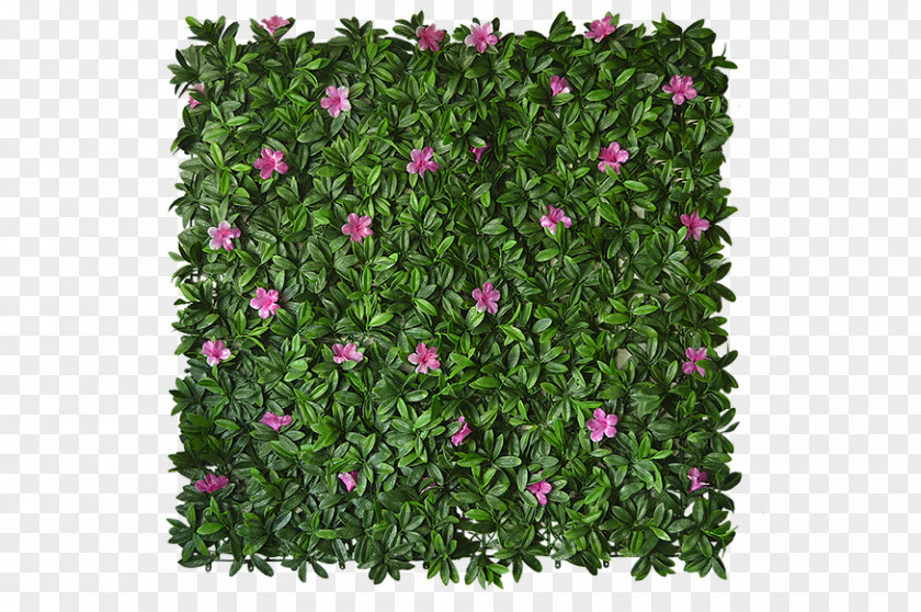 Petunia Follaje Green Wall Garden Tree Leaf PNG