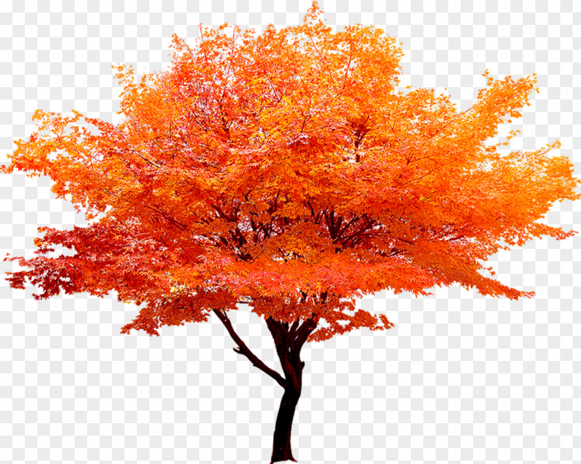 Red Maple Tree PNG maple tree clipart PNG