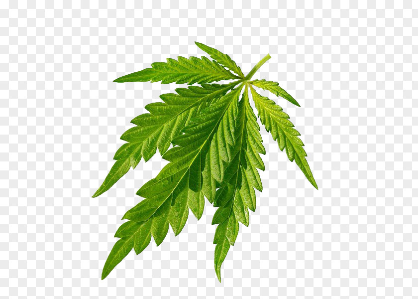 Cannabis Green Leaves Closeup Sativa Joint Leaf PNG
