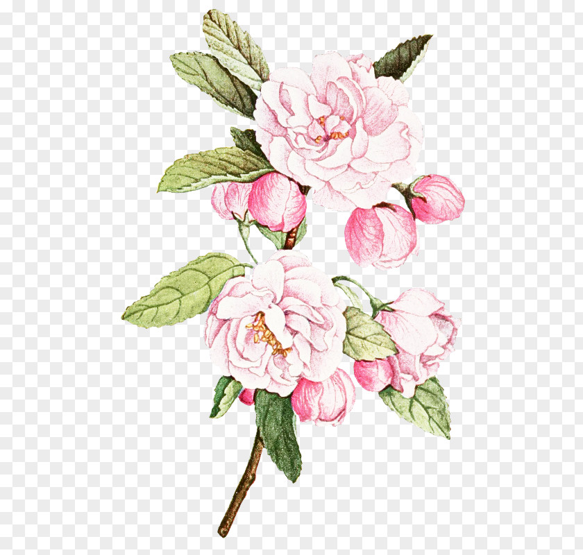 Garden Roses PNG