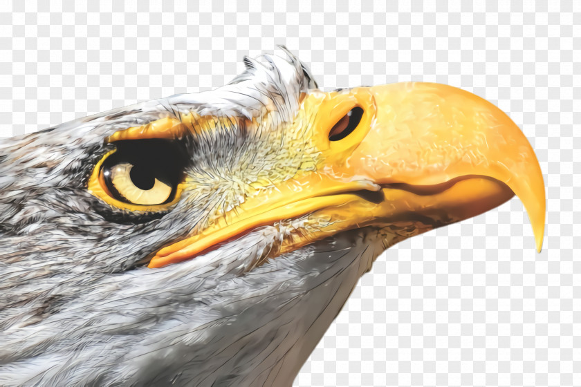 Hawk Accipitridae Bird Beak Eagle Of Prey Golden PNG