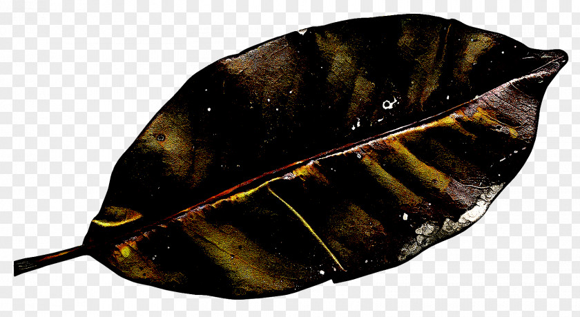Insect Leaf PNG