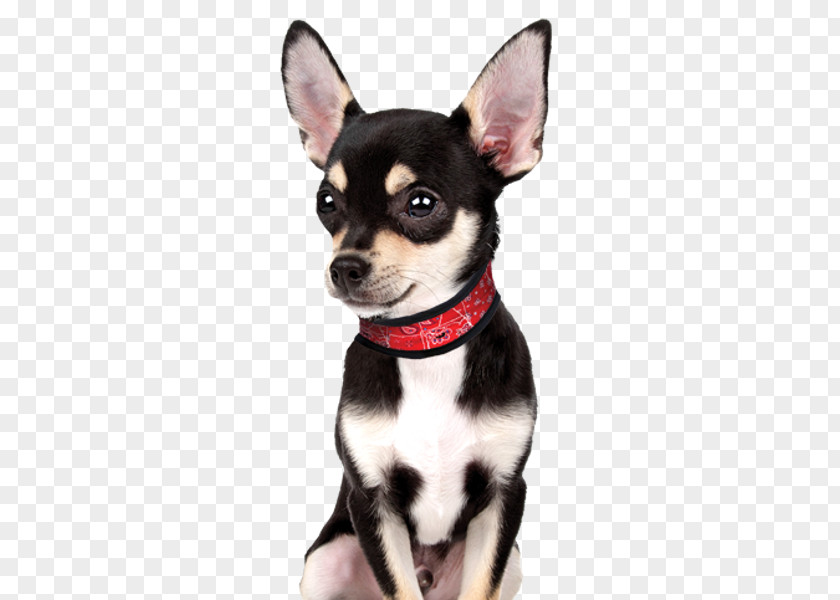 Necklace Dog Collar Chihuahua Kerchief PNG