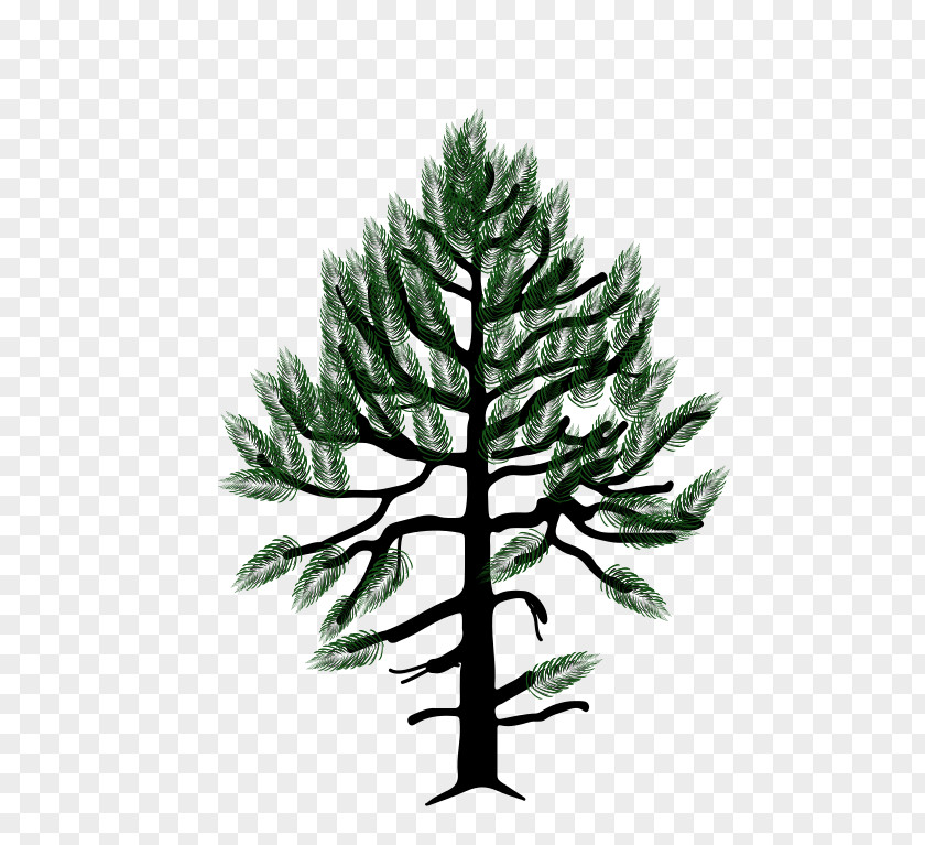 Pine Tree Pinus Monophylla Western White Fir Conifers Pinyon PNG
