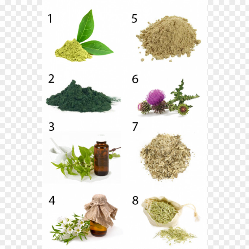 Plant Extracts Herbalism Marshmallow Wildcrafting PNG