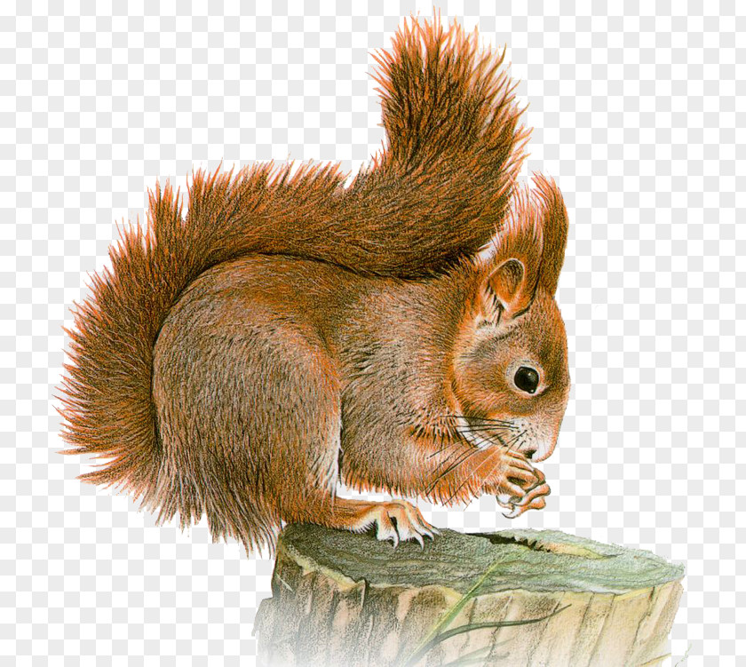 Sky Squirrel Eastern Gray Red Clip Art PNG