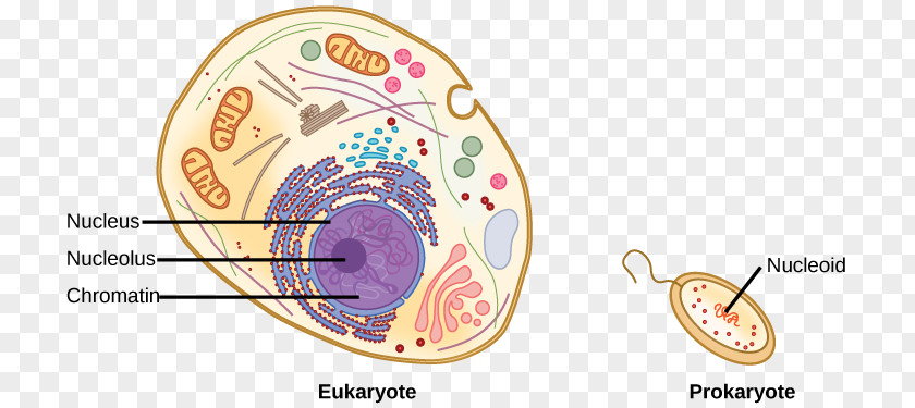 Chromatin Eukaryote Cell Nucleic Acid Sequence Prokaryote PNG