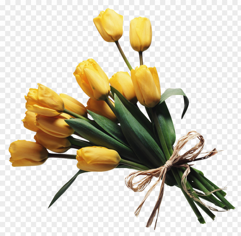 Crocus Lily Family Artificial Flower PNG