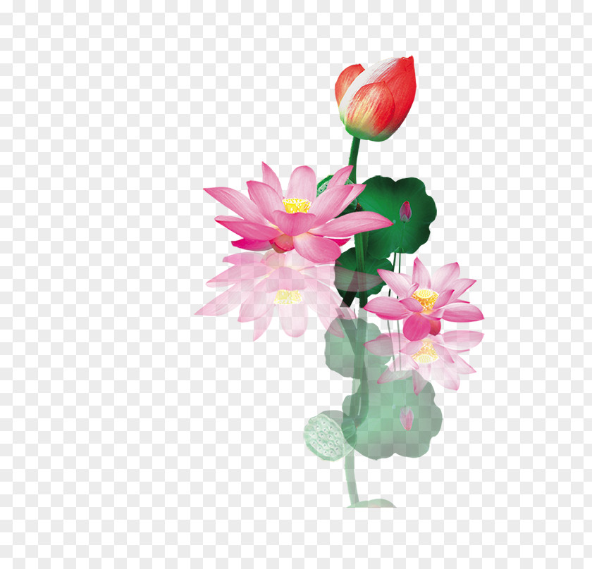 Lotus Nelumbo Nucifera Floral Design PNG