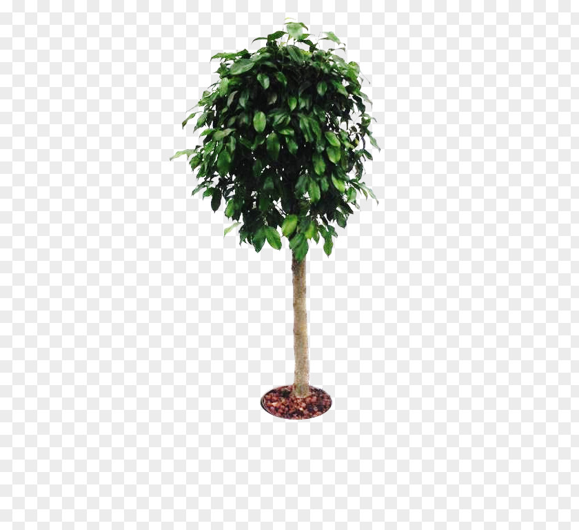 Tree Branch Cheesewood Flowerpot Houseplant PNG