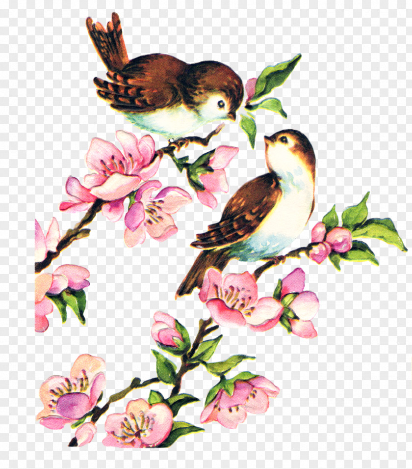 Bird Lovebird Sparrow Birdcage Clip Art PNG